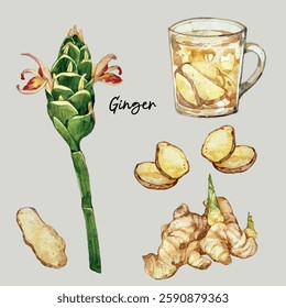 Hand-drawn watercolour isolated illustration of ginger, ginger tea, slices, whole ginger root and flower. Suitable for food menu, botanical illustration, cooking book or plant poster.