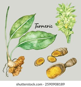 Hand-drawn watercolour isolated illustration of turmeric plant, flower, powdered turmeric, whole turmeric root and slices. Suitable for food menu, botanical illustration, cooking book or plant poster.