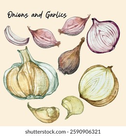 Hand-drawn watercolour isolated illustration of variety of garlics and onions. Suitable for food menu, botanical illustration, cooking book or plant poster.