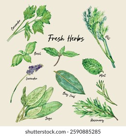 Hand-drawn watercolour isolated illustration of various fresh green herbs. Suitable for food menu, botanical illustration, cooking book or plant poster.