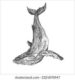 Handdrawn whale illustration, whale drawing, artwork, sushi, fish, design, sea animal, big fish