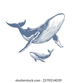 Hand-Drawn Whale Vector Illustration in Detailed Sketch Style