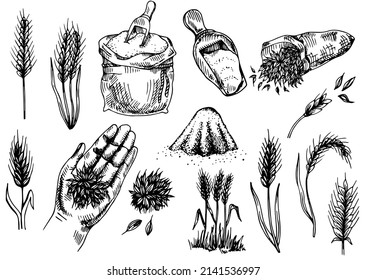 Hand-drawn wheat. Cereal plants in a bag and cereals in a bowl, rye barley and ears of wheat. Sketch sketch sketch for food packaging template, food engraving