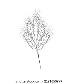 Hand-drawn wheat spikelets, sketch. Vector illustration of wheat frames. Simple pencil style.