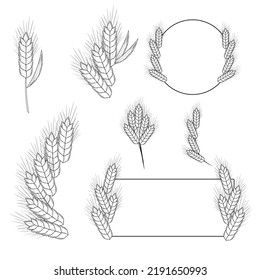 Hand-drawn wheat spikelets, sketch. Vector illustration of wheat frames. Simple pencil style.