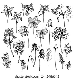 Hand-drawn wild herbs and flowers. Vector sketch  illustration. 