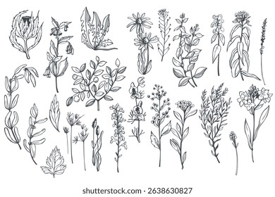 Hand-drawn wild medicinal herbs set.  Vector sketch  illustration.