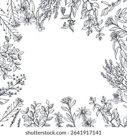 Hand-drawn wild medicinal herbs.  Vector background. Sketch  illustration.