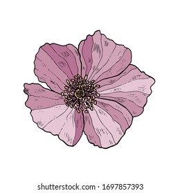 Hand-drawn wild rose isolated on white. Vector botanical illustration. Vintage sketch hand-drawn of liner beautiful rose hip.