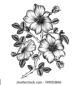 Hand-drawn wild roses flowers drawing line-art.Vector, illustration and clip art on white backgrounds.Idea for business visit card, typography vector,print for t-shirt.