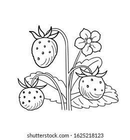 Hand-drawn wild strawberries. Line style. Isolated on white background.