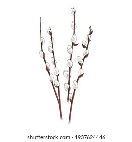 Hand-drawn willow branches, symbol of Happy Easter, vector illustration, isolated on white background, decorative bouquet of willow with buds