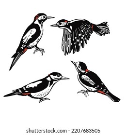 Hand-drawn woodpecker. Vector sketch  illustration.