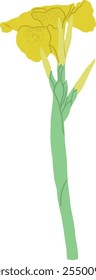 Hand-Drawn of Yellow Canna Lily Flower Illustration