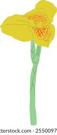 Desenhado à Mão de Canna Amarela Lily Flor Ilustração