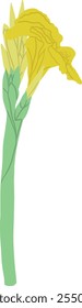 Desenhado à Mão de Canna Amarela Lily Flor Ilustração