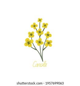 Hand-drawn yellow rapeseed flower. Blooming branch for postcards, logos. Flat style. Cartoon vector canola buds. All elements are isolated. Cute design for your project.