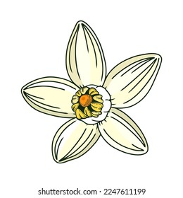 Hand-drawn yuzu flower illustration in color. Floral vector element in engraving style. Citrus fruit flower isolated on white background. Delicate botanical drawing line art