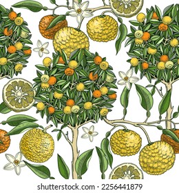 Hand-drawn yuzu tree background design in color. Vintage citrus branches, flowers, leaves whole fruit, cut half-piece sketches. Seamless healthy food pattern. Exotic plant illustration for print