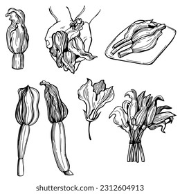 Hand-drawn zucchini flowers. Vector sketch  illustration. 