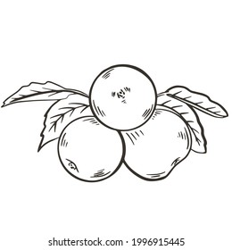 Un puñado de manzanas con hojas, ilustración vectorial. Esbozar manzanas dibujando a mano. Engrase de frutas, comida orgánica natural saludable.