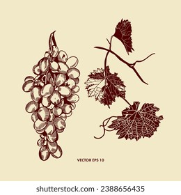 A handful of grapes, grape leaves. Vector illustration in graphic style. Design element for menus, wine lists, labels, banners, flyers.