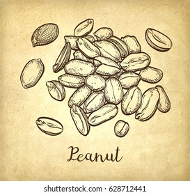 Handful of peanut. Vector illustration of nuts. Old paper background. Vintage style.
