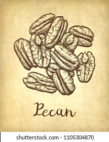 Handful of pecans. Ink sketch of nuts. Hand drawn vector illustration on old paper background. Retro style.
