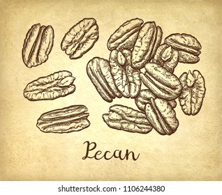 Handful of pecans. Ink sketch of nuts. Hand drawn vector illustration on old paper background. Retro style.