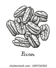 Handful of pecans. Vector illustration of nuts isolated on white background. Vintage style.