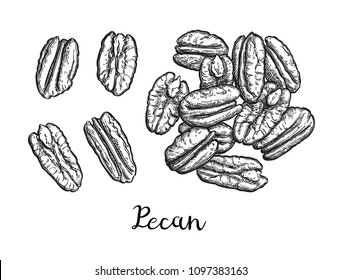Handful of pecans. Vector illustration of nuts isolated on white background. Vintage style.