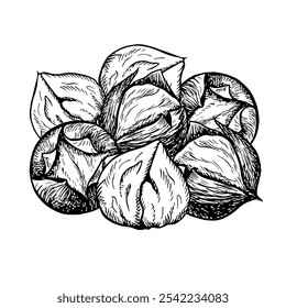 Um punhado de castanhas assadas. Gráficos vetoriais representando os frutos de uma castanheira descascada. Uma ilustração a preto e branco desenhada à mão. Em um fundo branco. Ótimo para etiquetas, folhetos e pacotes.