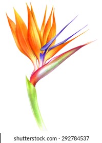 handmade color pencils drawing of a beautiful strelizia flower