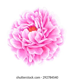 handmade color pencils drawing of a beautiful pink peony flower