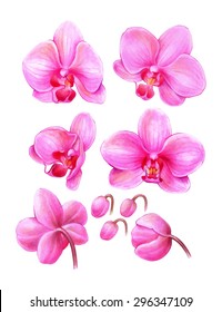 handmade color pencils drawing of a beautiful pink orchid flowers and buds