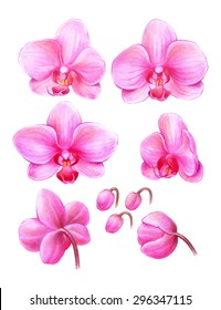 handmade color pencils drawing of a beautiful pink orchid flowers and buds