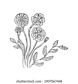 Handmade contour drawing of herbal flower marigold pharmaceutical marigold vector botanical illustration isolated on white background
