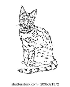 Handmade drawing of a cat. Vector illustration