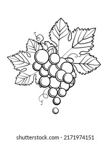 Handmade grapes, berries. With leaves and branches. Vines close-up, leaves, berries. Vintage engraving for designer wine. Black and white pictures on a white background.