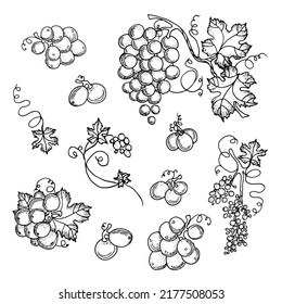 Handmade grapes, berries. Leaves and branches with curls. Vines close-up, leaves, berries. Vintage engraving for designer wine made from grapes. Black and white pictures on a white background.