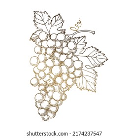 Handmade grapes, berries. Line art gold. Leaves and branches are golden. Vines close-up, leaves, berries. Vintage engraving for designer wine. Black and white pictures on a white background.