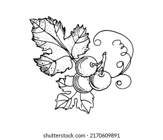 Uvas hechas a mano, bayas. Tres bayas. Hojas y ramas. Vinos de cerca, hojas, bayas. Grabado vintage para vinos de diseño. Imágenes en blanco y negro sobre fondo blanco.