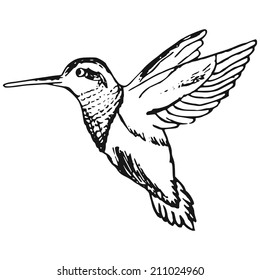 hand-made illustration of a series of birds, hummingbirds