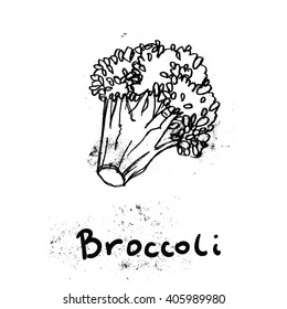 handmade sketch of a broccoli, vector illustration