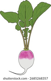 Design de ilustração de vetor de nabo artesanal