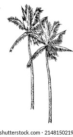 Handmade vector illustration of coconut trees.