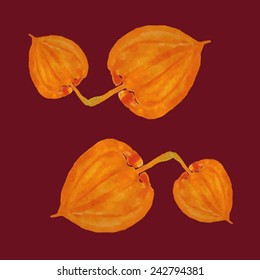 Handpaint watercolor vector. Physalis on a vinous background. Texture for invitations, cards, web sites, design.