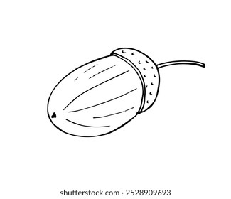 Eine handgemalte Eichel. Die Frucht einer Eiche. Botanische Abbildung auf weißem Hintergrund.