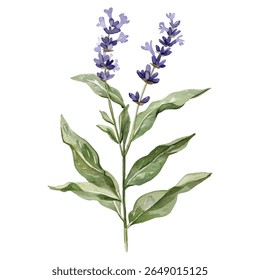 Hand-painted botanical watercolor of a single lavender flower stem featuring delicate purple blossoms and natural green leaves.