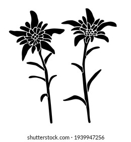 Hand-painted edelweiss in black and white. Can be used for posters, greeting cards or logos. Changeable vector file, changeable and customizable at will.